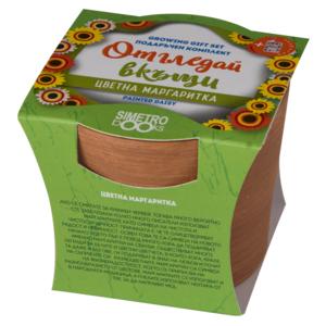 Grow at home | Flower daisy