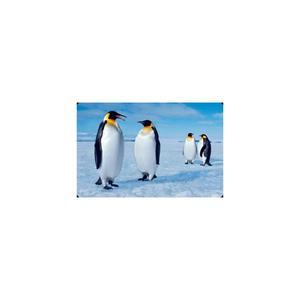 3D книгоразделител | Пощенска картичка - Императорски пингвин