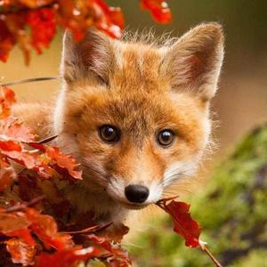 3D bookmark | Square card - Fox