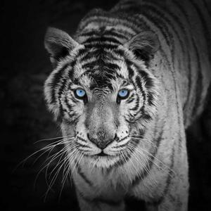 3D bookmark | Square card - White tiger