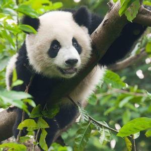 3D bookmark | Square card - Panda