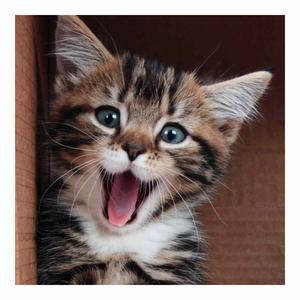 3D bookmark | Square card - Kitten