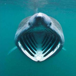 3D bookmark | Square card - Shark